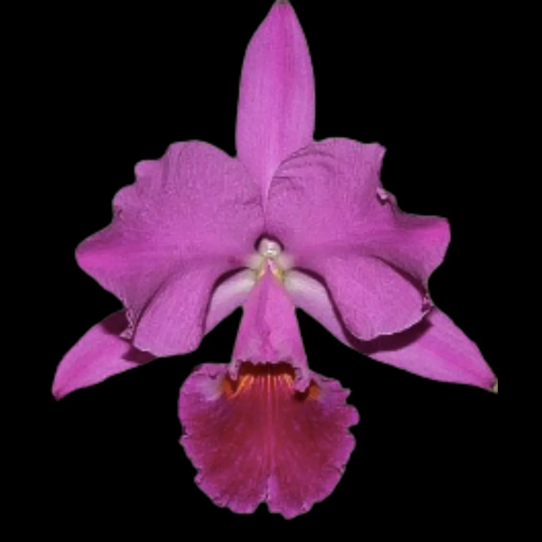 Cattleya labiata var. coerulea 'September Mist' AM/AOS x var. rubra 'Schuller"