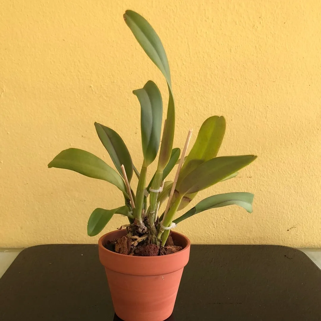 Cattleya labiata var. coerulea 'September Mist' AM/AOS x var. rubra 'Schuller"