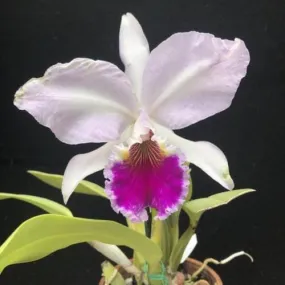 Cattleya labiata var. coerulea 'September Mist' AM/AOS x var. rubra 'Schuller"