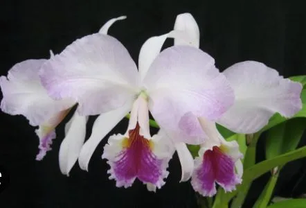 Cattleya labiata var. coerulea 'September Mist' AM/AOS x var. rubra 'Schuller"