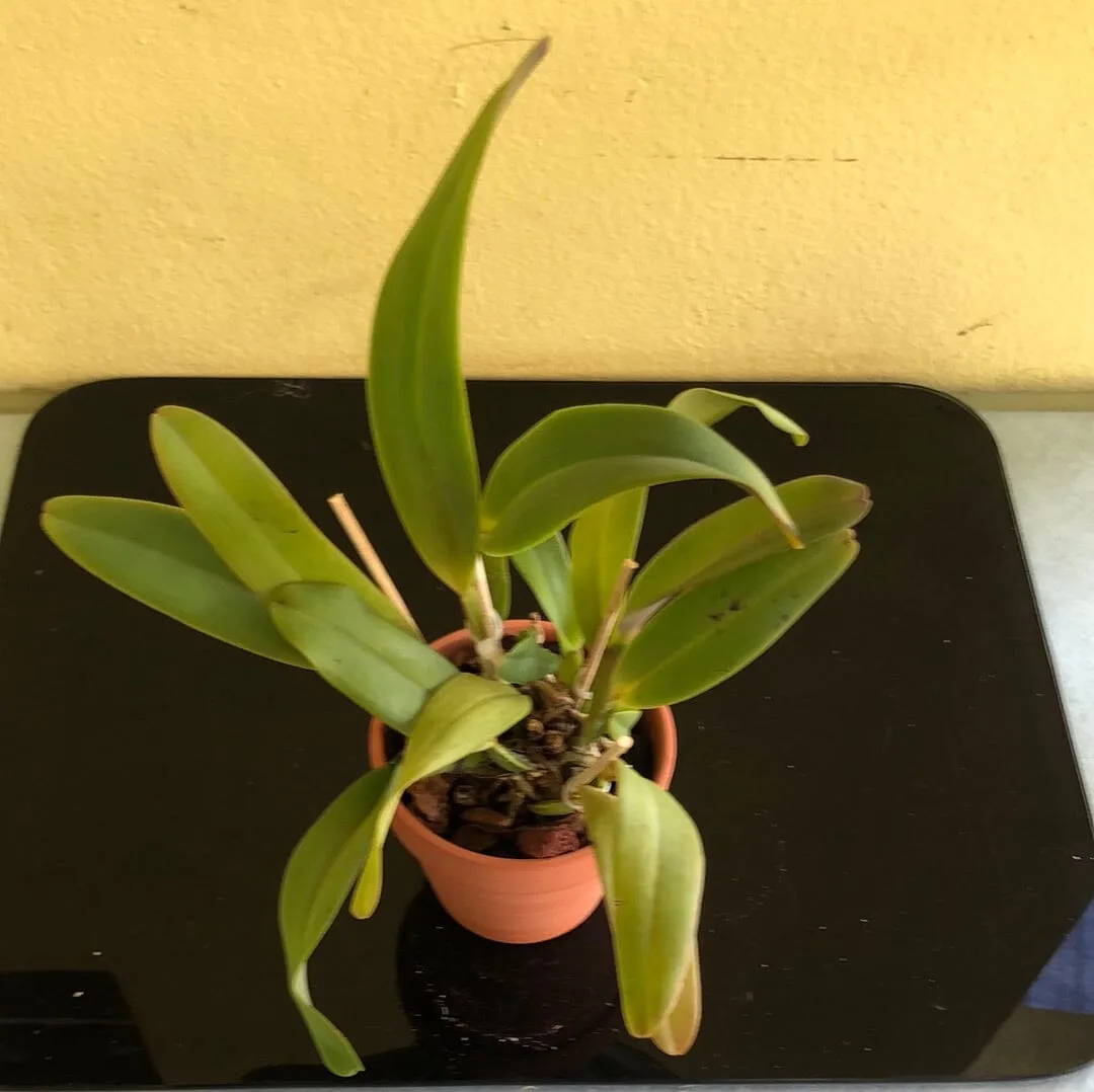 Cattleya labiata var. coerulea 'September Mist' AM/AOS x var. rubra 'Schuller"