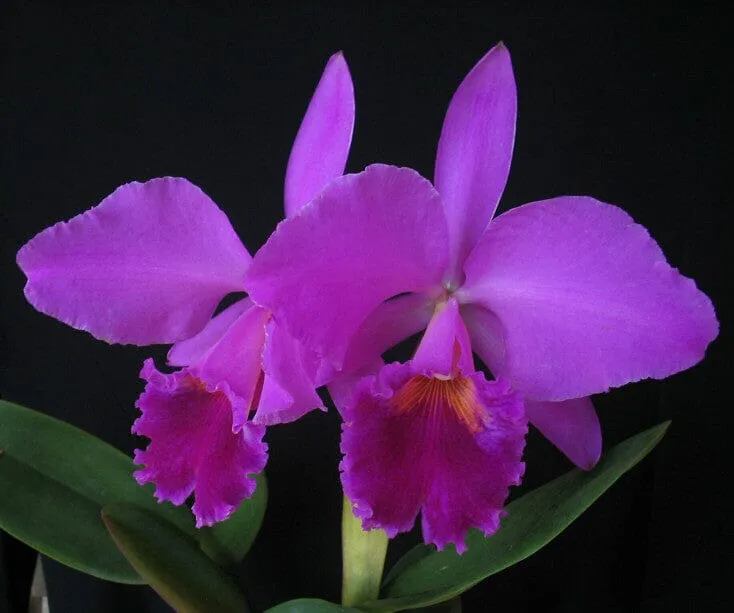 Cattleya labiata var. coerulea 'September Mist' AM/AOS x var. rubra 'Schuller"