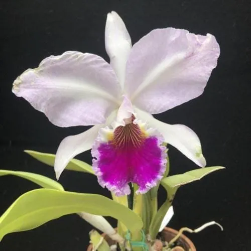 Cattleya labiata var. coerulea 'September Mist' AM/AOS x var. rubra 'Schuller"